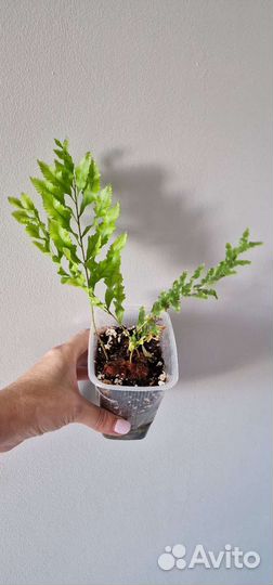 Папоротники разные