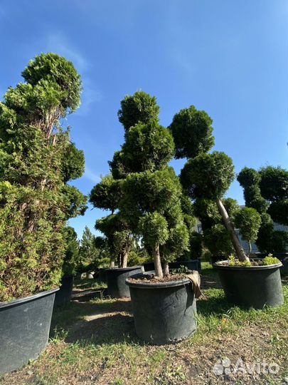 Саженцы туи формированной 3,5 метра