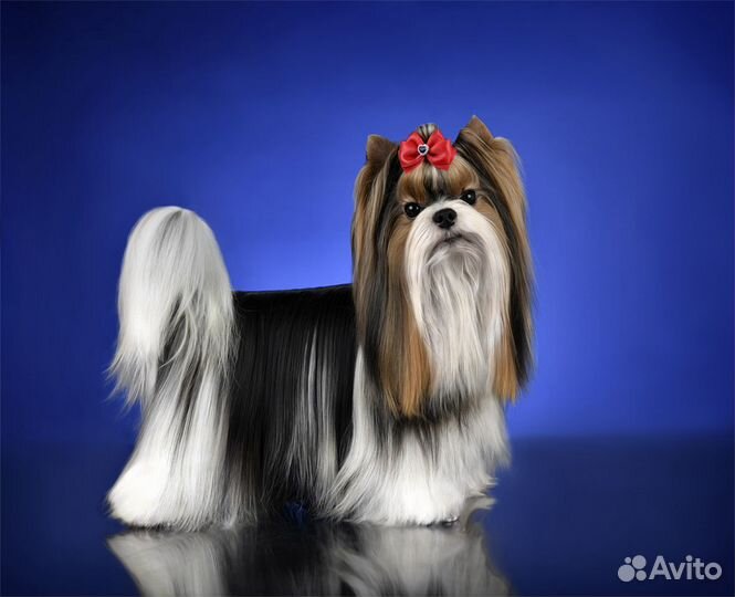 Вязка кобель 2 кг. Опытный красавец