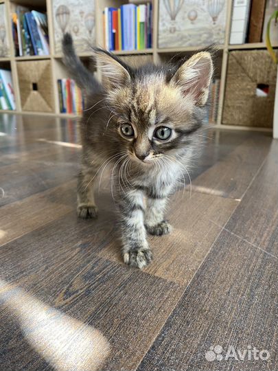 Трехцветное счастье