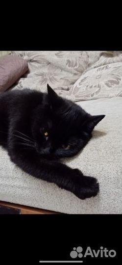 Кошка в дар