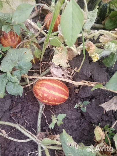 Дыни дедушки Хо Шемина