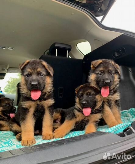 Немецкая овчарка щенки