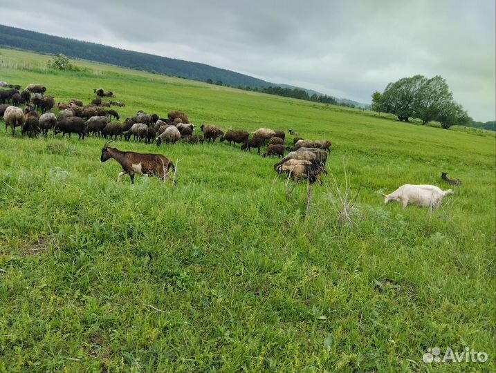 Бараны. Овцы ярки