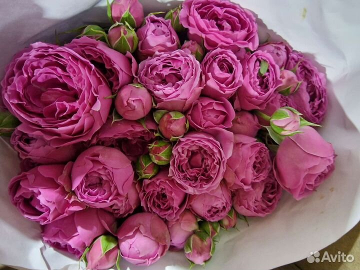 Кустовые, пионовидные розы