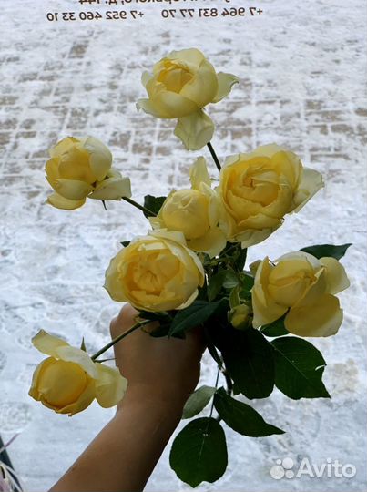 Кустовая роза Джульетта