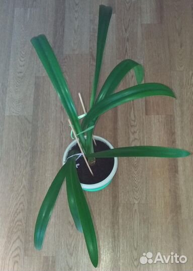 Гиппеаструм