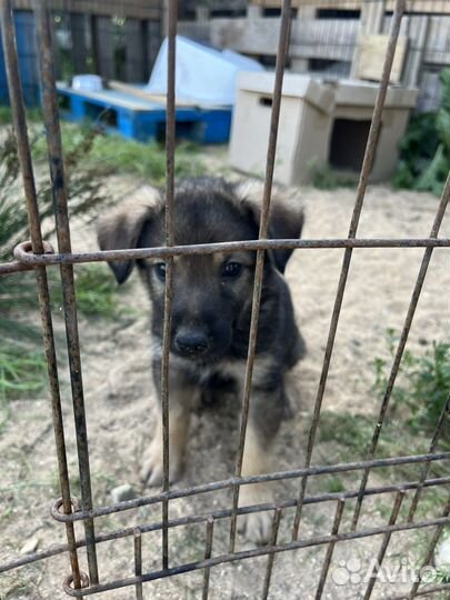 Самая серьезная кроха-щенок из приюта ищет дом