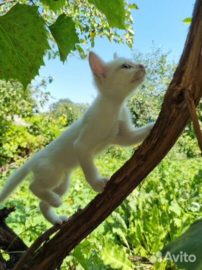 Котята в добрые руки бесплатно