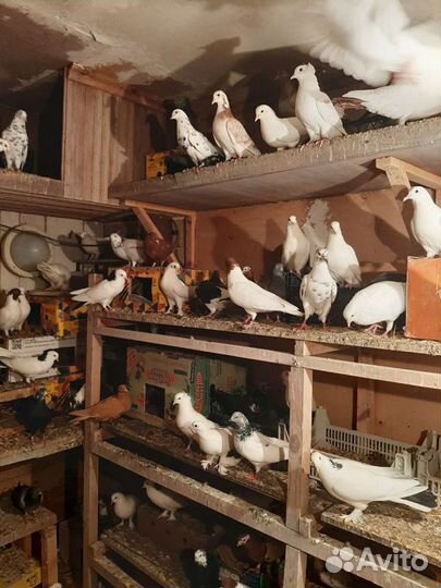 Домашние голуби