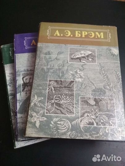 А. Э. Брэм 