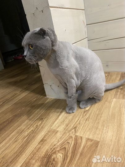 Кот шотландский вислоухий