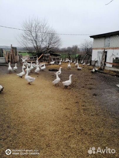 Гуси линда на мясо, на племя