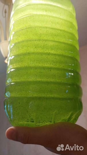 Живая суспензия хлореллы