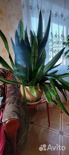 Щучий хвост