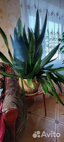 Щучий хвост