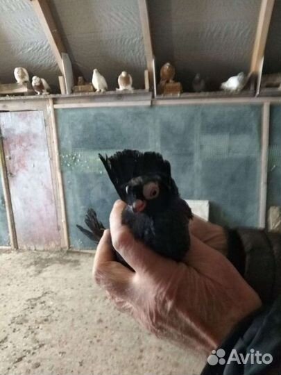 Голуби бойные узбекские