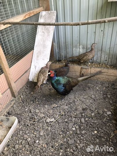 Фазан румынский и кавказкий