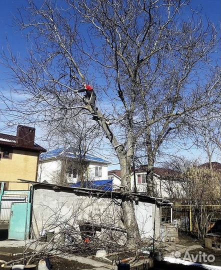 Спил деревьев, покос травы