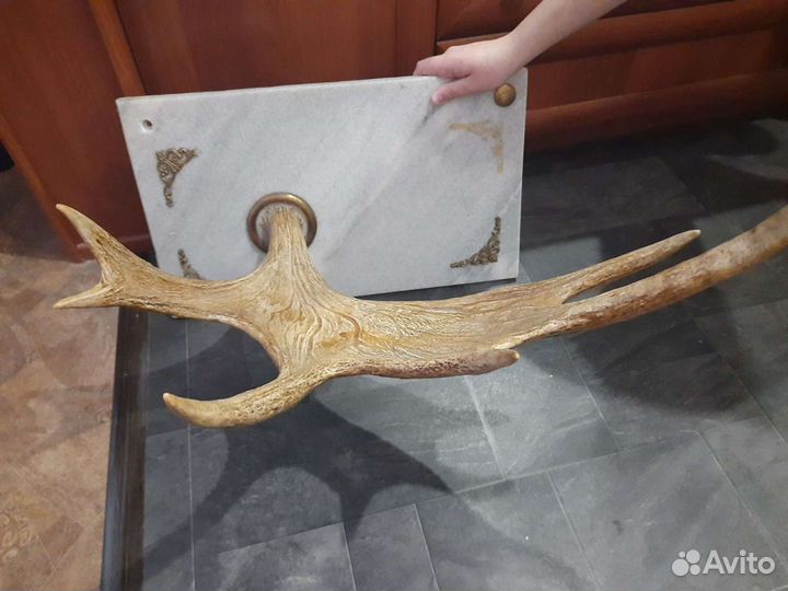 Рога лося