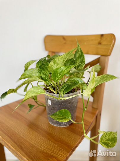 Эпипремнум Марбл квин, Неон