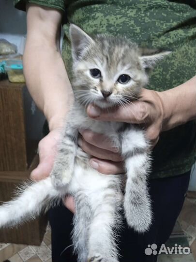 Кошка в дар