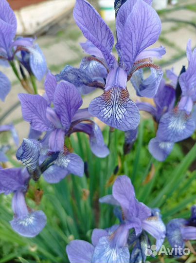 Ирис сибирский