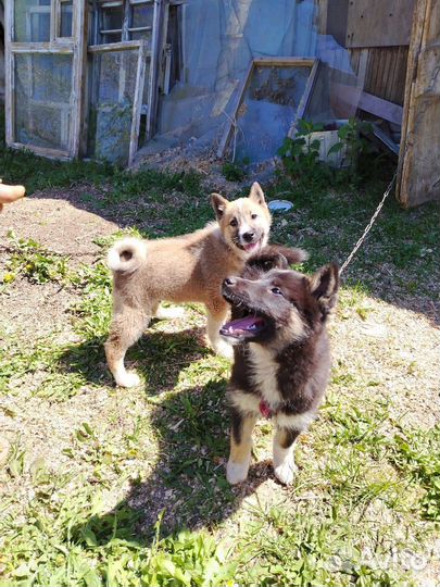 Собаки в добрые руки