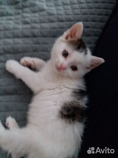 Котик дворянский