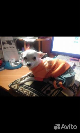 Ветеринарный врач.Опыт 26 лет. Лечу 16/7.Запись