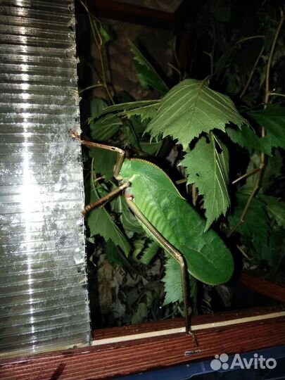 Гигантские насекомые, кузнечики и палочники