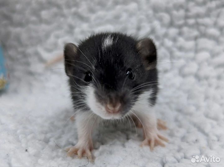 Крысята дамбо домашние малыши
