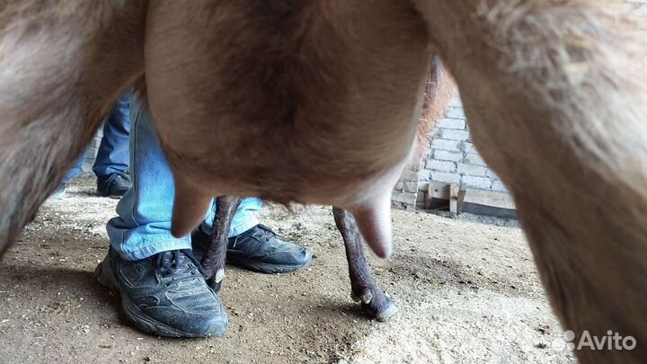 Козы дойные