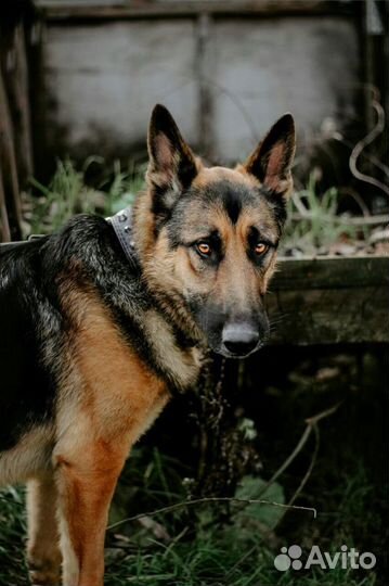 Немецкая овчарка в добрые руки