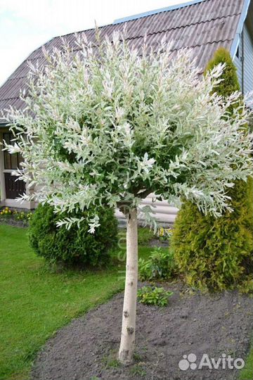 Ива Хакуро Нишики