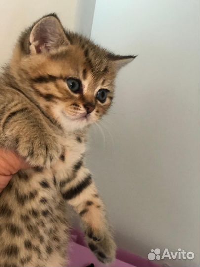 Британские котята