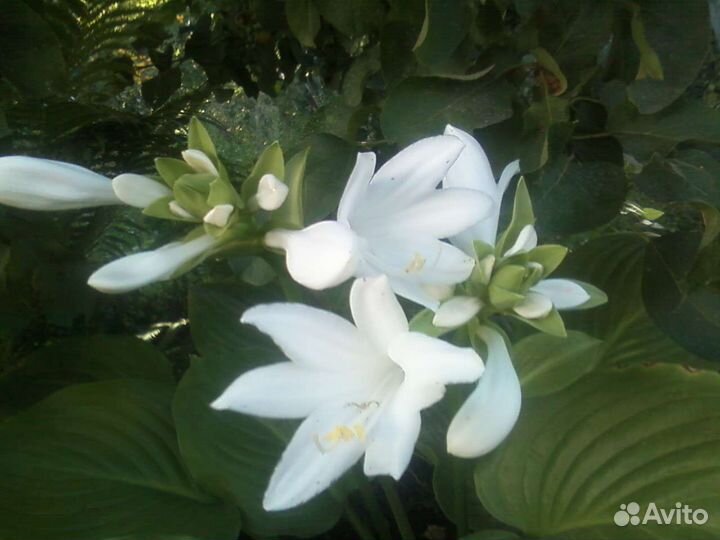 Хоста королевская