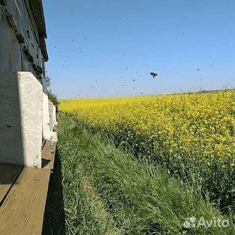 Продаю Мёд от пасечника