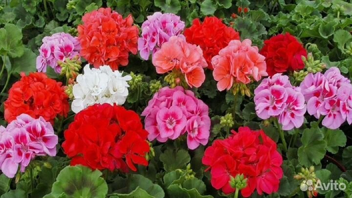 Продам укорененные черенки пеларгоний (герань)