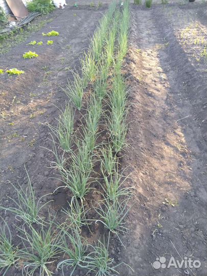 Семейный лук-шалот