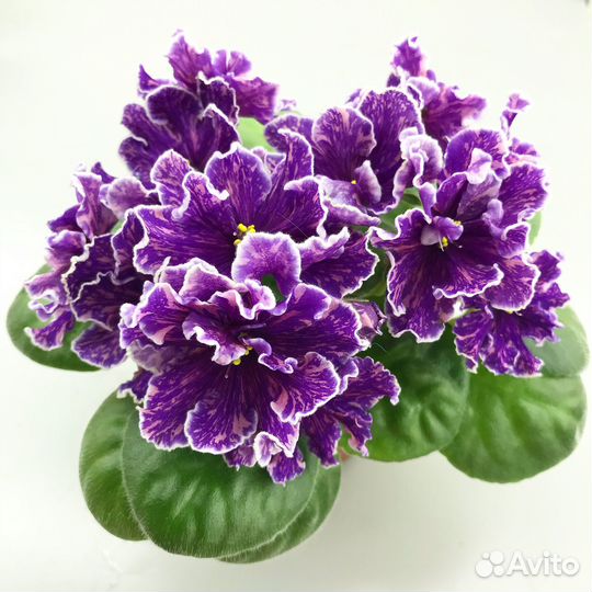 Продаю срезанные черенки и детки фиалок