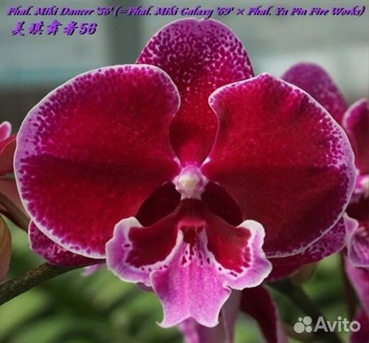 Орхидея фаленопсис биг лип Азия нецветущие