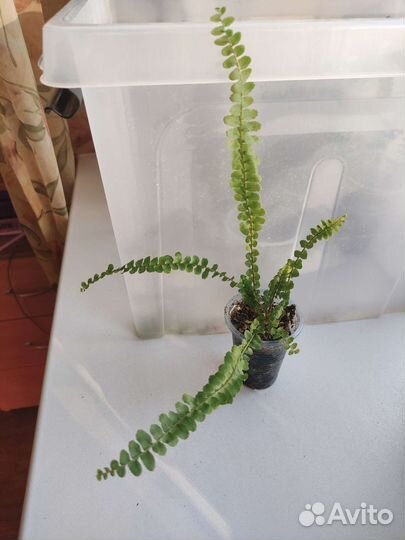 Комнатные растения. Часть 1