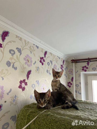 Продам котят породы чаузи ф3