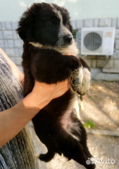 Бесплатно щенок