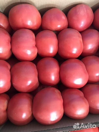 Помидор розовый чеченский