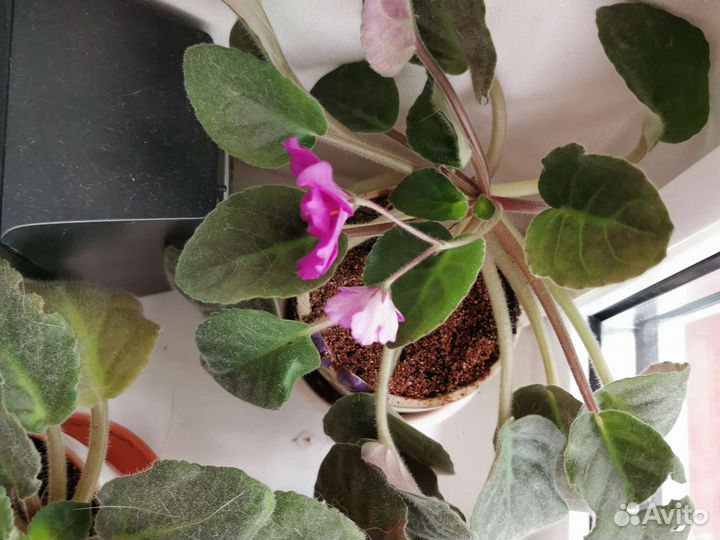 Фиалка в горшках, сенполия