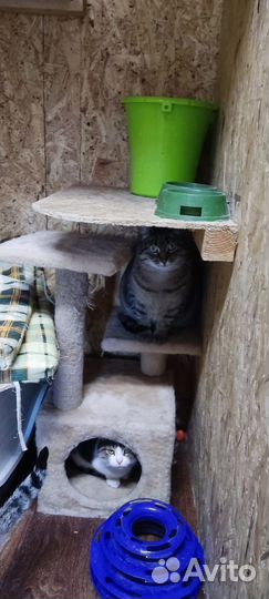 Кошка Груня тоскует.ищем дом