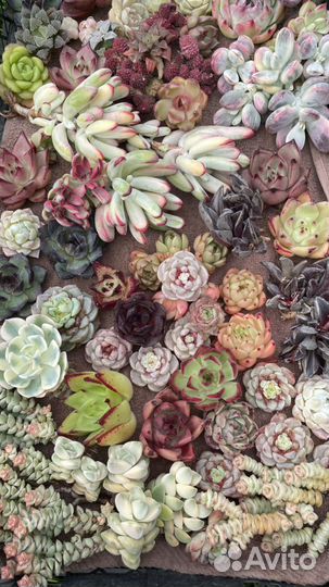 Суккуленты