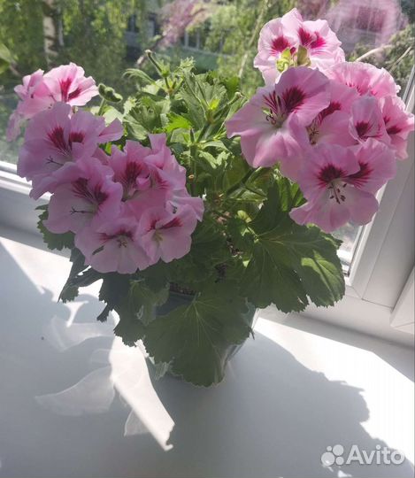 Пеларгония герань